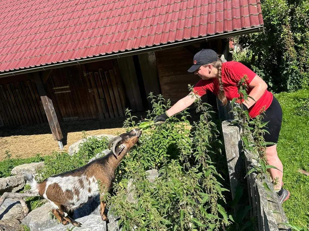 Lebendige Szene beim Social Team Tag am Kinderbauernhof Eschenau: Im Vordergrund füttert Rita Ried, PREFA Mitarbeiterin, eine Ziege über einen rustikalen Holzzaun. Die Kombination aus Tierkontakt und aktiver Mithilfe zeigt den besonderen Charakter des Einsatzes. Das Bild verdeutlicht eindrucksvoll, wie PREFA Mitarbeitende durch persönlichen Einsatz und gemeinsames Engagement einen wertvollen Beitrag für soziale Einrichtungen und das Miteinander leisten.